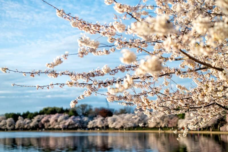 Cherry Blossom Washington: A Magical Spring Spectacle 1 image 5